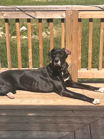 female Great Dane , View more