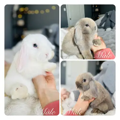 Bébés lapins nain ( bélier hollandais )mâles pure race, View more