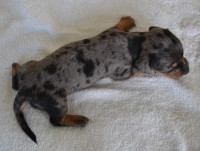 dapple male and female mini dachshunds