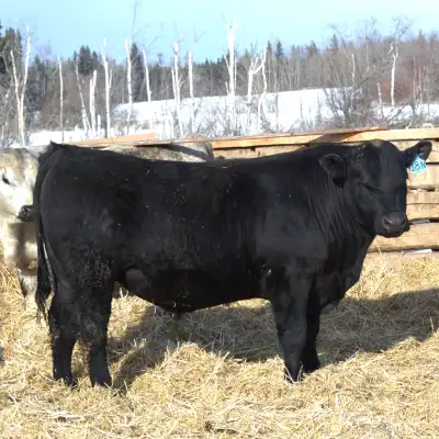 Yearling Black Angus Bull, View more