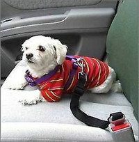 ceinture d'auto pour chien, NEUVE (obligatoire selon la loi)