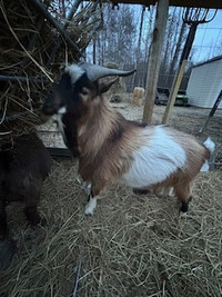 Free 2 YO Pygmy Billy Goat