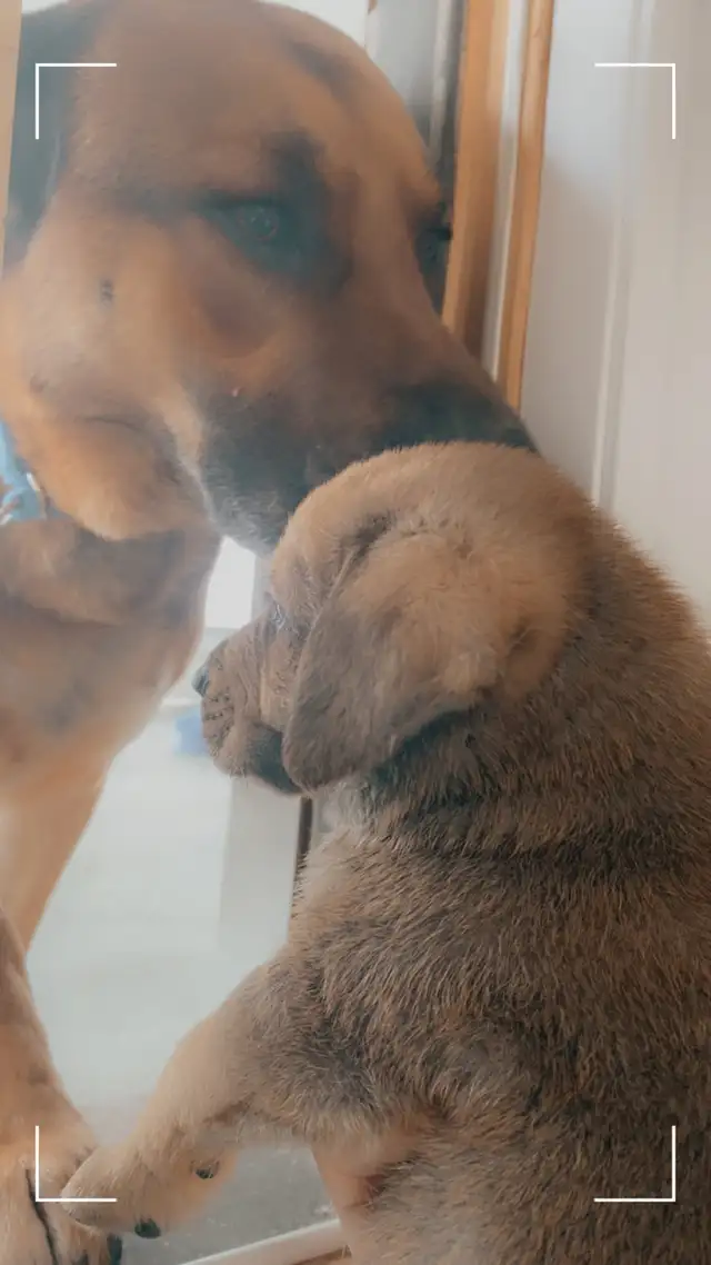 yellow lab, king shepherd, Italian bull mastiff mix puppies in Dogs & Puppies for Rehoming in Barrie - Image 10