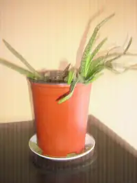 Plante Aloes dans pot de 6.5 po.
