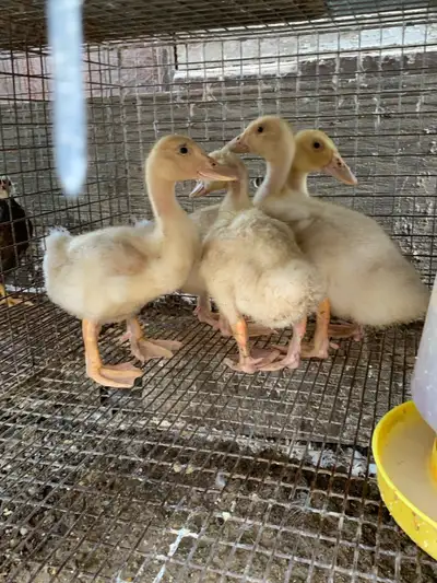 Pekin ducklings. 5 weeks old. 8 $each 5 ducklings left. Live in Clifford