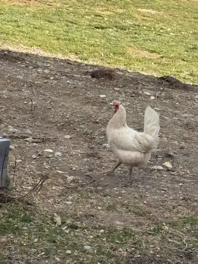 Two exchequer/white leghorn pure not commercial girls I hatched out last July who are looking for a...