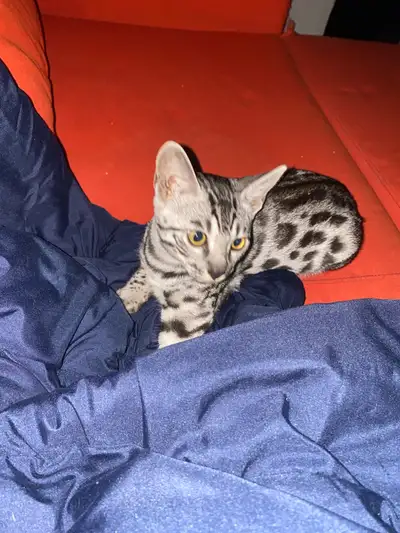Reduced Price Pure Breed Bengals Looking For A Loving Home , View more