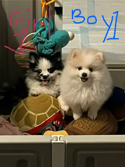 Pomeranian puppies, View more