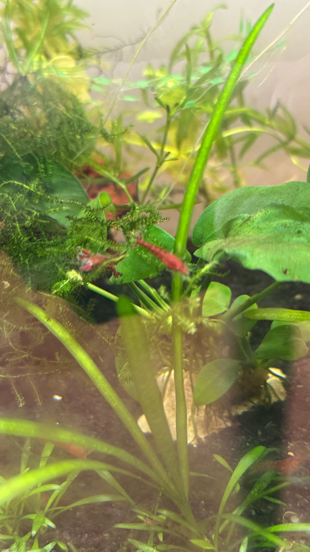 Cherry shrimp 15 for 20$  in Other in City of Toronto