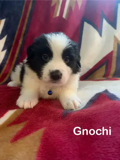 puppies for sale, View more
