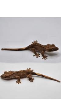 Young crested geckos