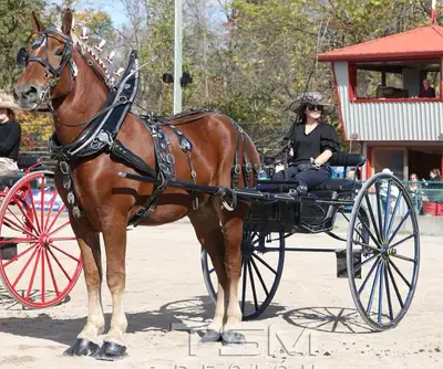 4 year old registered Belgian gelding for sale, View more