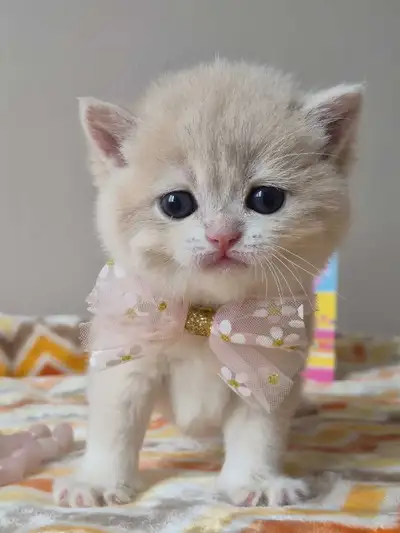 British Shorthair kitten, View more