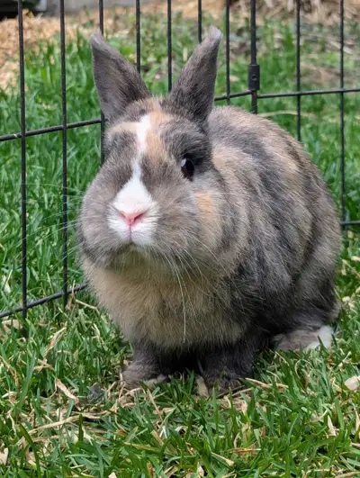 Netherland Dwarf Male Bunny Rabbit, View more