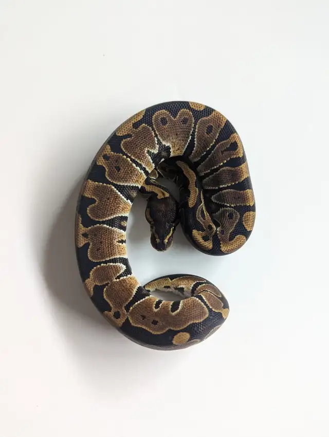 Ball Pythons, Boas, and Feeders New year DEALS!!! in Reptiles & Amphibians for Rehoming in Kitchener / Waterloo - Image 9