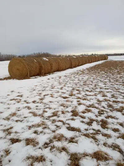 Round hay bales. Timothy, broom, and orchard grass, View more