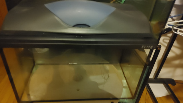 10 gallon tank with top cover for Aquarium Fish Tank in Fish for Rehoming in Ottawa - Image 2