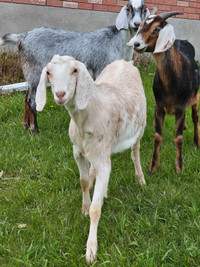 Goat for sale boer/Nubian bucks for meat / pets