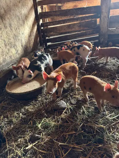 Berkshire/Hereford weaner hogs, View more
