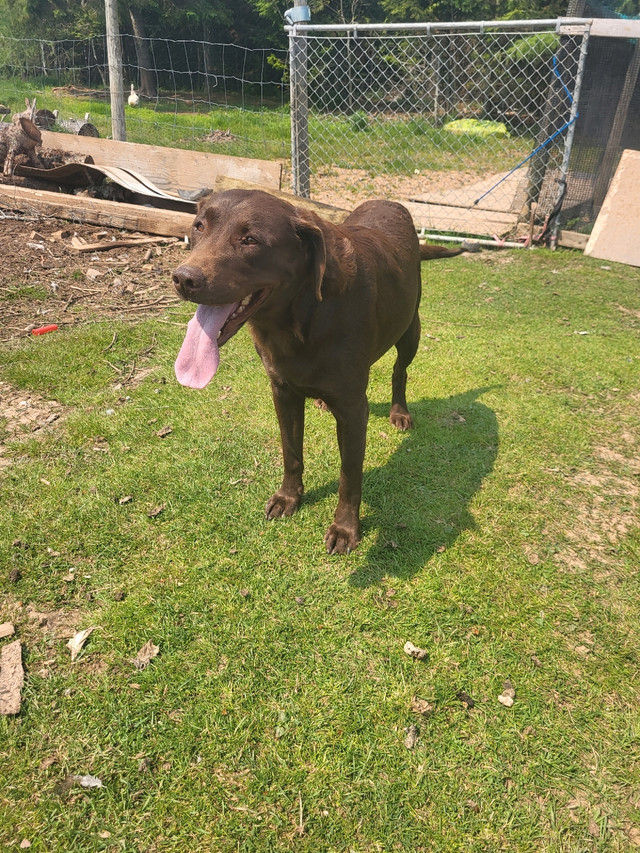Chocolate Lab Puppies Dogs & Puppies for Rehoming Truro Kijiji