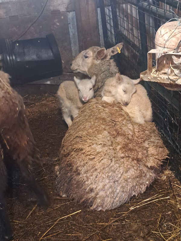ram lambs in Livestock in Bedford - Image 2