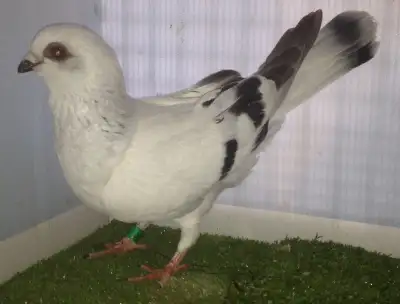 Pigeon Damascène femelle BB43, View more