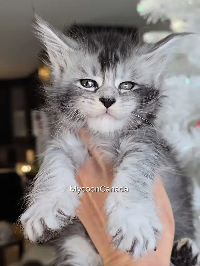 MAGNIFICENT MAINE COONS