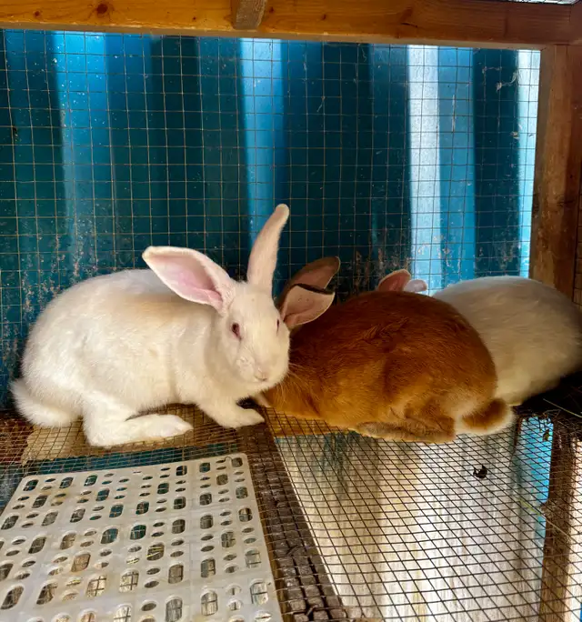 New Zealand x Rabbits for Sale. Breeding Trios available. Vernon in Livestock in Vernon - Image 9