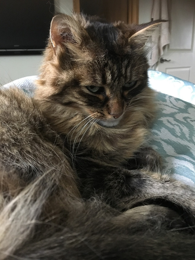 Missing cat  in Lost & Found in Calgary - Image 2
