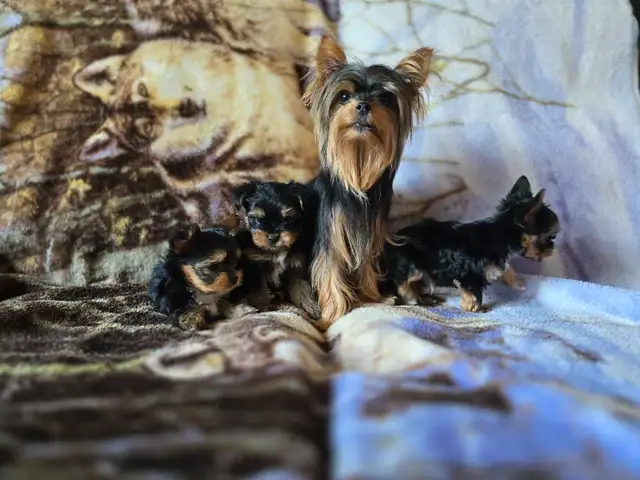 Tiny Yorkies in Dogs & Puppies for Rehoming in Winnipeg - Image 11