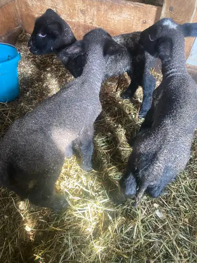 Bottle Lambs - Suffolk , View more