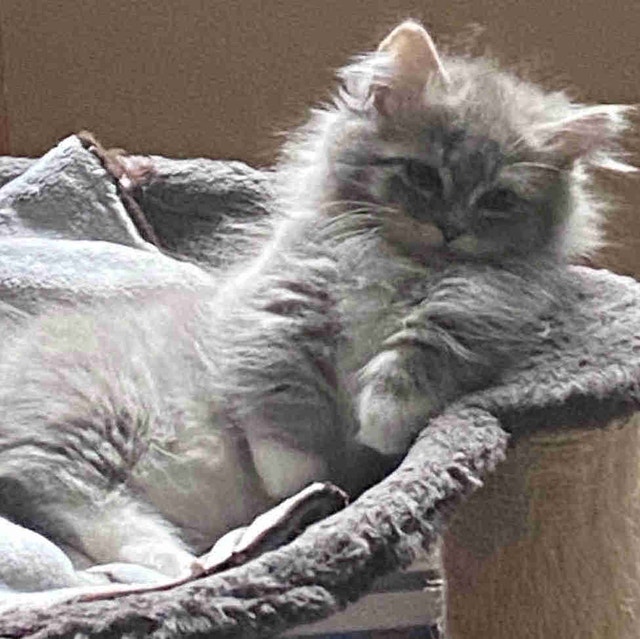 MUNCHKIN / RAGDOLL KITTENS. | Cats & Kittens for Rehoming | Nanaimo