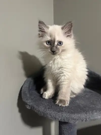 Ragdoll kitten, View more