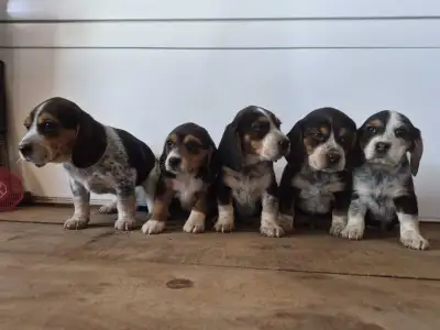 beagle puppy's, View more