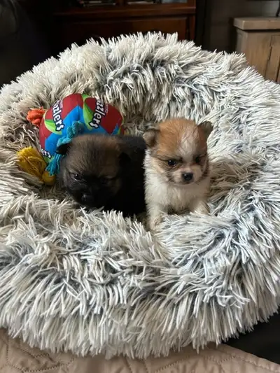 2 Male Pomeranian Puppies looking or a new family home. Parents on-site. Puppies born on June 22, 20...
