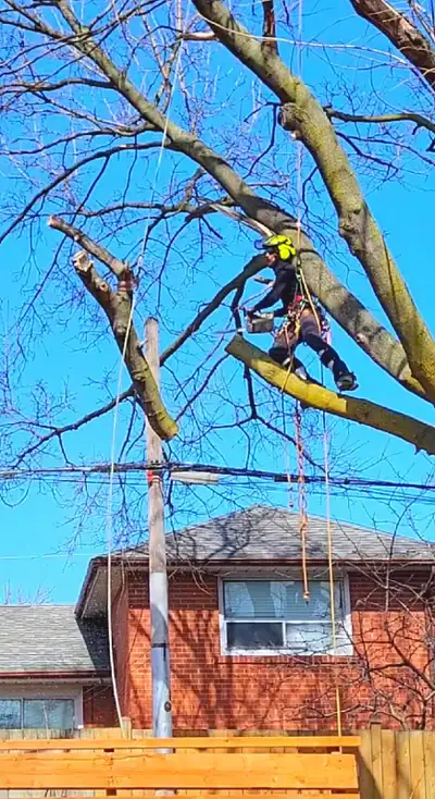Tree Pruning Tree Removal 647 654-1884, View more