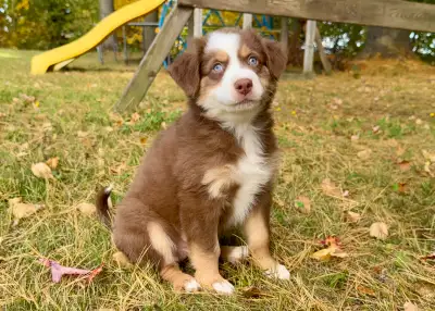 chiots Bergers  Australiens, View more