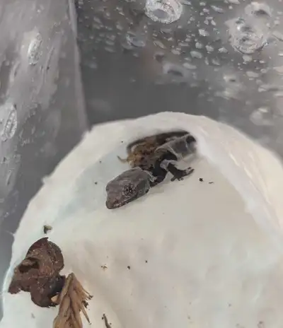 Baby Mourning Geckos, View more