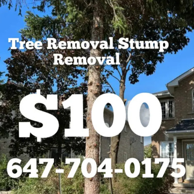 $100 TREE REMOVAL, STUMP REMOVAL.  ALL GTA. 647-704-0175