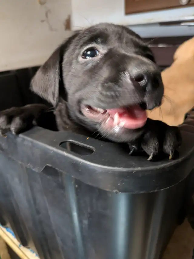 SALE..PUREBRED LAB PUPPY READY TO GO!!. ONLY FEW LEFT!! in Dogs & Puppies for Rehoming in Kitchener / Waterloo - Image 9