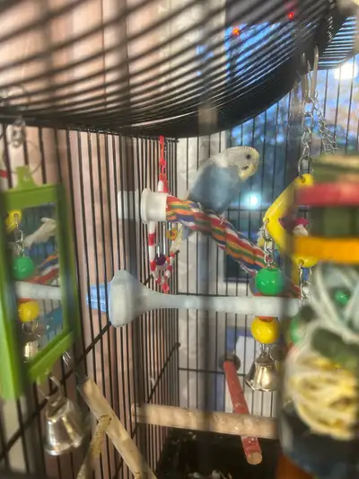 2 two year old budgies with cage and toys  , View more