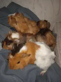 Baby guinea pigs 