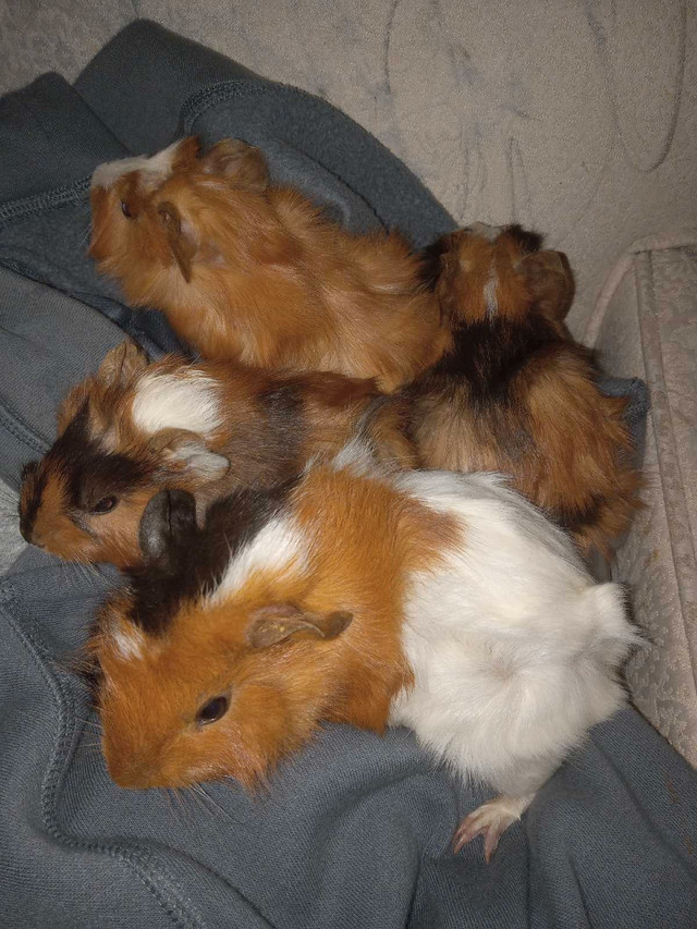 Baby guinea pigs  in Small Animals for Rehoming in City of Halifax