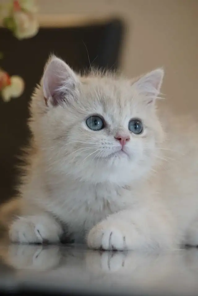 Purebred British shorthair kittens TICA. . in Cats & Kittens for Rehoming in City of Montréal - Image 5