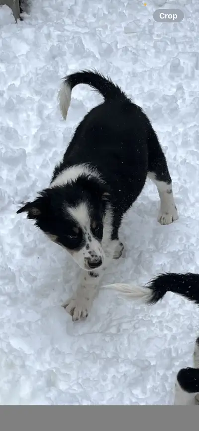 Australian shepherd x border collie, View more