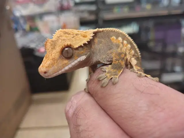 baby crested gecko in Reptiles & Amphibians for Rehoming in Kawartha Lakes - Image 2