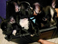 French Bulldog puppies 