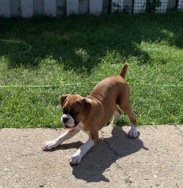 CKC Registered Boxer Puppies SOLD Dogs & Puppies for Rehoming