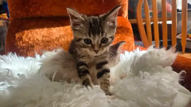 Siberian X Ragdoll Kittens