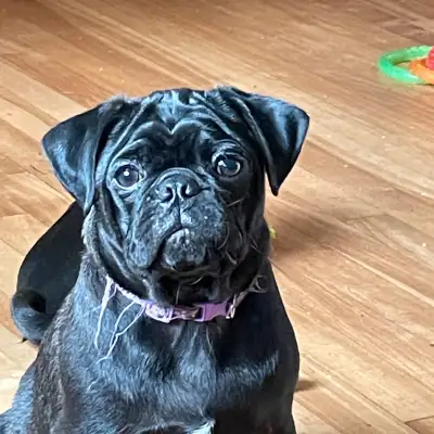 pug puppy , View more